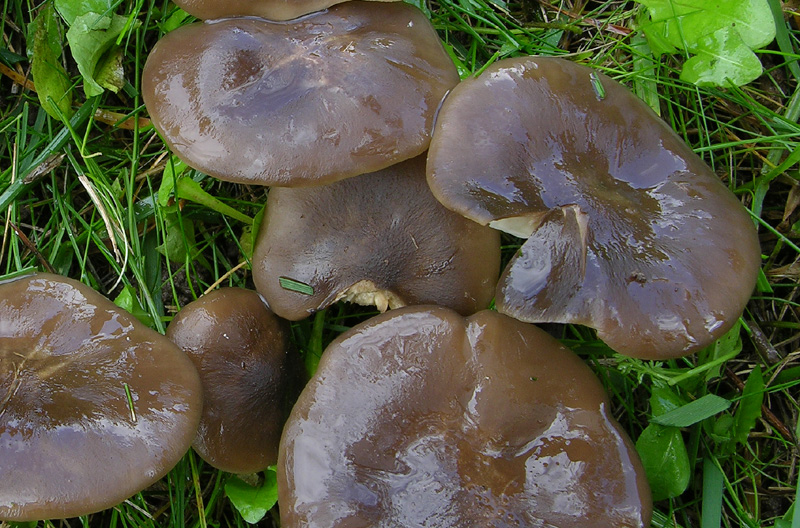 Lyophyllum n1.
